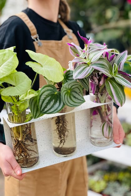 En agua, su crecimiento es más lento que en tierra; en esta foto es la primera a la izquierda