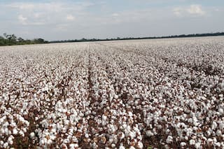 Hay más economías regionales en rojo por el atraso de precios y el aumento de los costos