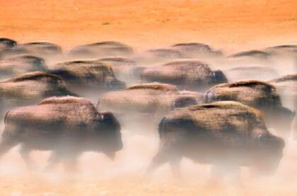 En algún punto de la historia, las praderas de EE.UU. y Canada las habitaban entre 30 y 60 millones de bisontes