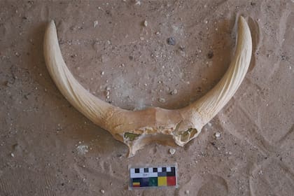 En algunas de las tumbas se hallaron restos de animales