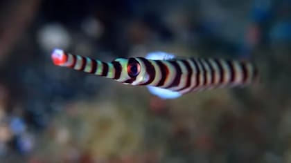 En algunas especies de peces son los machos los que se ocupan de los huevos