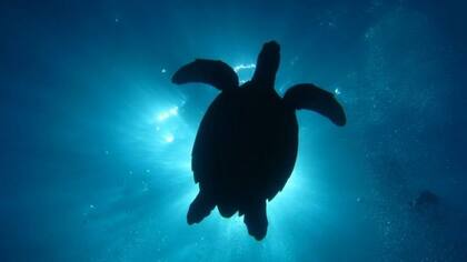 En algunas partes de Florida, el ciclo reproductivo de las tortugas dicta cuán brillante es la luz del alumbrado público