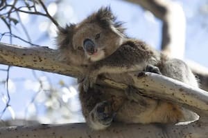 El lugar que tiene la clave para salvar a los koalas de la epidemia de clamidia que amenaza con extinguirlos