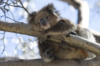 El lugar que tiene la clave para salvar a los koalas de la epidemia de clamidia que amenaza con extinguirlos