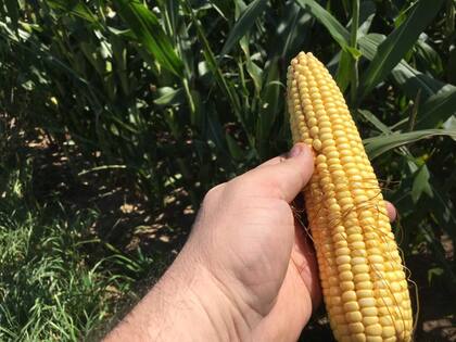 En algunas zonas el maíz desarrolló espigas más chicas por la falta de agua
