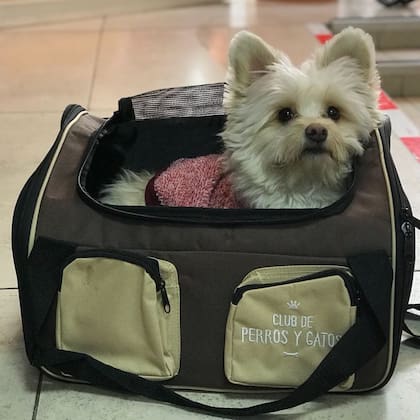 En algunos casos, los canes pueden viajar dentro de bolsos especialmente diseñados para que puedan respirar bien y estén protegidos (Foto: Instagram @clubdeperrosygatos.cl)