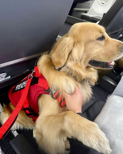 En algunos casos, los perros pueden viajar en la cabina (Foto: Instagram @soyde4patas)
