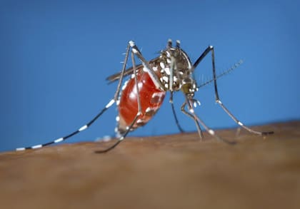 En Alligator Alcatraz, la cantidad de mosquitos dificulta el trabajo de los equipos de prensa que cubren el lugar