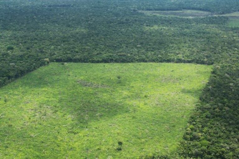 Milagro en Colombia: después de un mes encuentran vivos a los chicos que se estrellaron en una avioneta en la selva