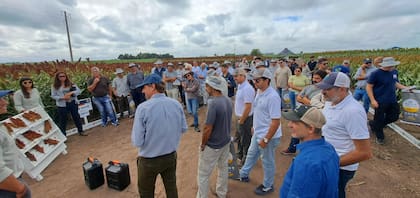 En ambientes de alto potencial ya se registran productividades de entre 12.000 y 14.000 kilos, lo que expone el margen de mejora disponible