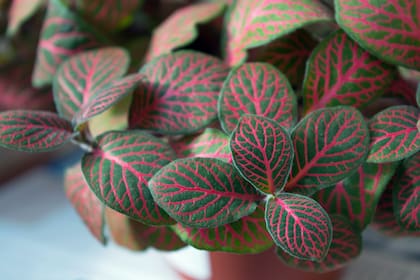 En ambientes húmedos y protegidos, la fittonia es una aliada clave para quienes buscan plantas con hojas decorativas
