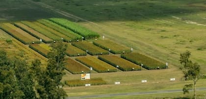 En Ameghino, Paesani lleva adelante la produción de semillas de girasol y sorgo