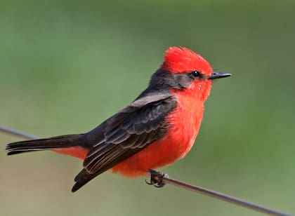 En aquellos entornos donde las amenazas resultan escasas y la contaminación sonora se mantiene en niveles bajos, el canto destaca como una señal clara de calidad del ecosistema