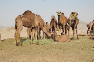 En Medio Oriente hay un boom cebadero argentino