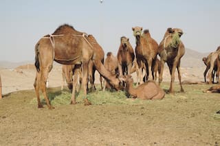En Medio Oriente hay un boom cebadero argentino