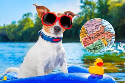 En áreas como Breakheart Reservation, los perros deben usar correas de máximo 3 metros, según normas del DCR