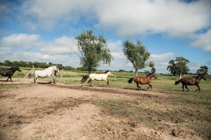 En Areco, los caballos son protagonistas.