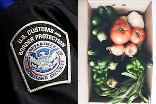 Agentes de la CBP revisaron un cargamento de verduras y encontraron a un acompañante inesperado
