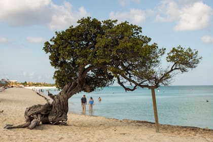 En Aruba hay playas de arena blanca y agua cristalina y está ubicada fuera de la zona de huracanes.