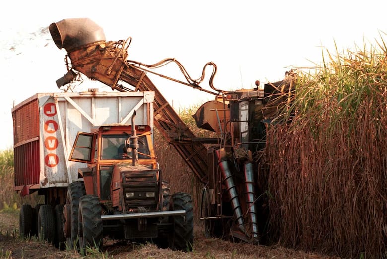 La zafra que promete: el boom de las exportaciones de azúcar en Argentina