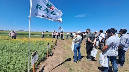 En Balcarce, provincia de Buenos Aires "se presentarán materiales de trigo y arveja que es hoy una alternativa en crecimiento en la región y constituye un atractivo antecesor para la soja o el maíz ya sea por la liberación temprana del lote como también por la menor competencia por parte del rastrojo en el consumo de nitrógeno ara su degradación”