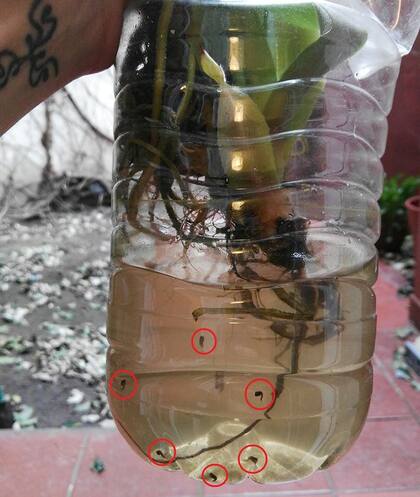 En balcones y patios de Palermo se encontraron larvas del mosquito A. aegypti en botellas de plástico con palos de agua y otras plantas enraizadas