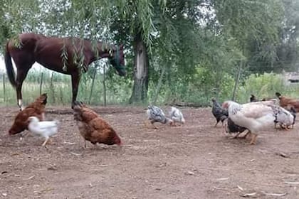 En Ballesteros, Dormía Sola convive con otros animales en el fondo de una casa.