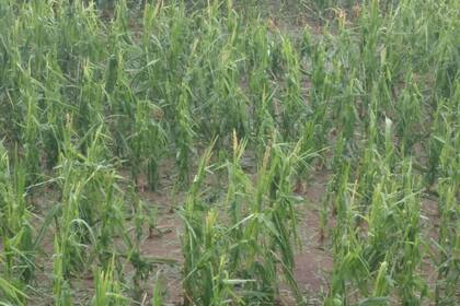 En Banderaló, otro lote arrasado por la piedra