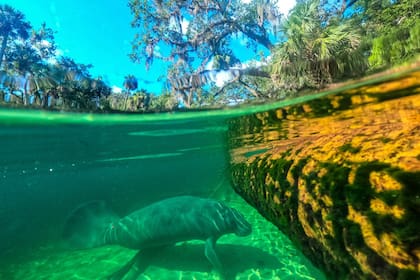 En Blue Springs los manatíes son protagonistas