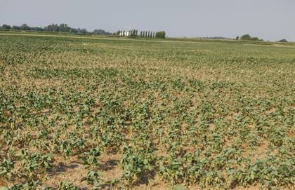 En Bragado, en la provincia de Buenos Aires, un lote de soja afectado por la sequía en la última campaña