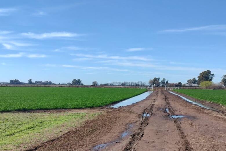 Las lluvias revitalizan el trigo en la región pampeana y preparan el terreno para la siembra de maíz