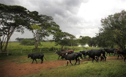 En Brasil, los precios de los campos siguieron en línea con una actividad en crecimiento