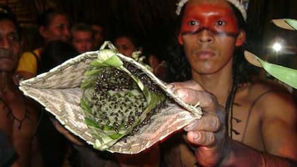 En Brasil, los Sateré-mawé deben colocar la mano en un guante con hormigas venenosas.