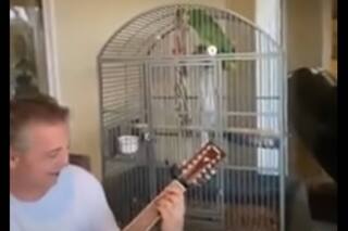 El loro que canta temas de Led Zeppelin es furor en las redes sociales