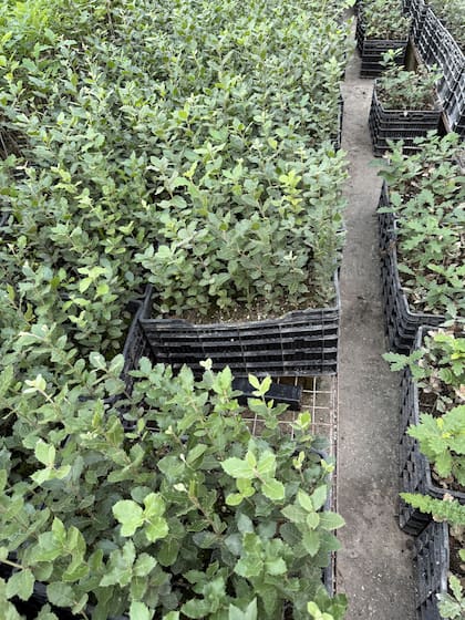 En Buenos Aires están las truferas más grandes, pero hay muchos suelos aptos en todo el país. Lo importante es que este cultivo permite desarrollar campos pequeños que ya no son viables para producciones tradicionales.