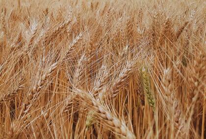 En Buenos Aires se prevé un incremento del 18% en la siembra