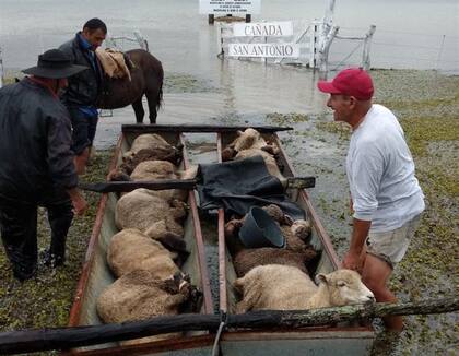 Rescate de ovejas en Berón de Astrada