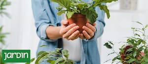 La vida oculta que explica por qué algunas plantas prosperan y otras no