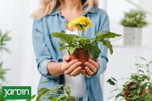 La vida oculta que explica por qué algunas plantas prosperan y otras no