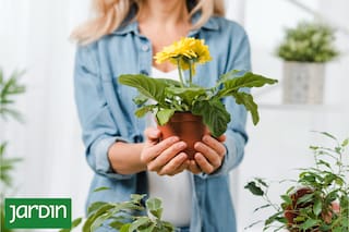 La vida oculta que explica por qué algunas plantas prosperan y otras no