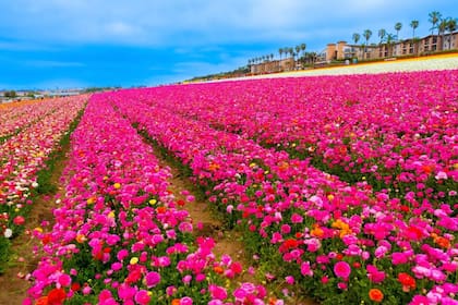 En California, los campos de Carlsbad reúnen 80 millones de ranúnculos en un predio de 55 acres abierto hasta mayo
