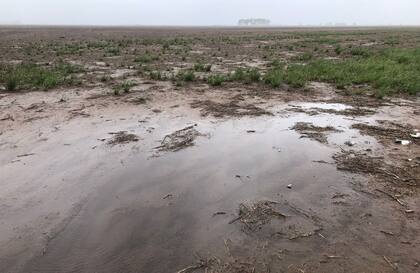En Carlos Tejedor, Buenos Aires, un lote que se sembrará con soja en los próximos días