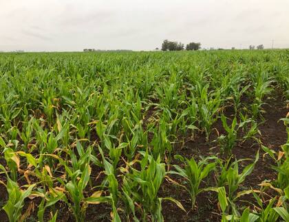 En Carlos Tejedor, un lote de maíz tardío afectado por la ola de calor y la falta de agua, tras las lluvias que comenzaron ayer por la tarde