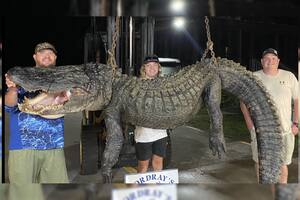 Capturaron un cocodrilo gigante de casi cuatro metros y más de 250 kg
