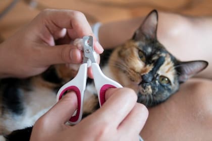 En caso de que el felino se niegue a cortarse, hay que buscar ayuda con un veterinario