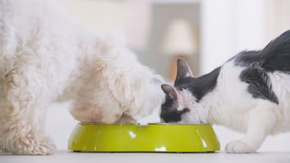 En caso de que un gato consuma accidentalmente comida de perros, es recomendable observar cualquier cambio en su comportamiento