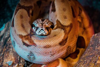 En caso de tener mascotas exóticas y no poder cuidarlas, Florida tiene un departamento para evitar que se liberen en lugares inapropiados