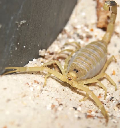 En caso de una picadura es importante lavar la zona afectada, aplicar frío y trasladarse a un centro sanitario