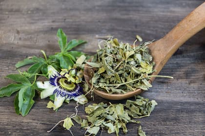 En casos de hipersensibilidad a cualquiera de los principios activos de la planta también se la debe evitar o hacer una consulta con un profesional