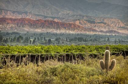 En Catamarca, Chañar Punco es uno de los nuevos hot spots que ofrecen vinos distintos, con mucha personalidad